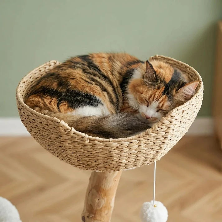 Grand arbre à chat Maine Coon bois flotté 150cm — Rot
