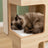 Meuble arbre à chat design bois — Ek