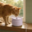 Fontaine à eau chat céramique silencieuse — Skum