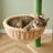 Arbre à chat cactus plafond — Kaktus