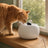 Fontaine à eau chat céramique crème — Kilde