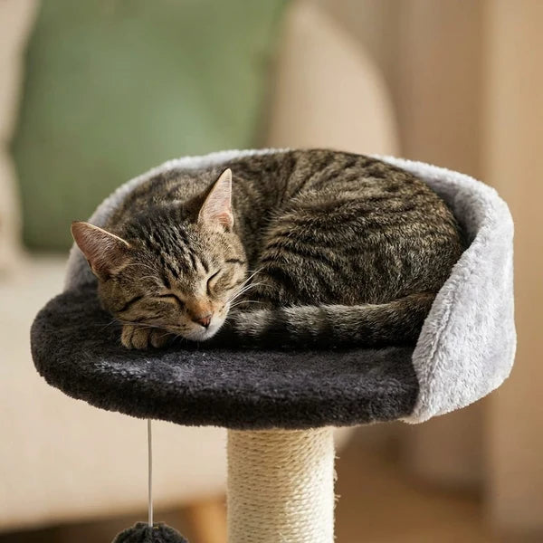 Petit arbre à chat avec griffoir — Ris